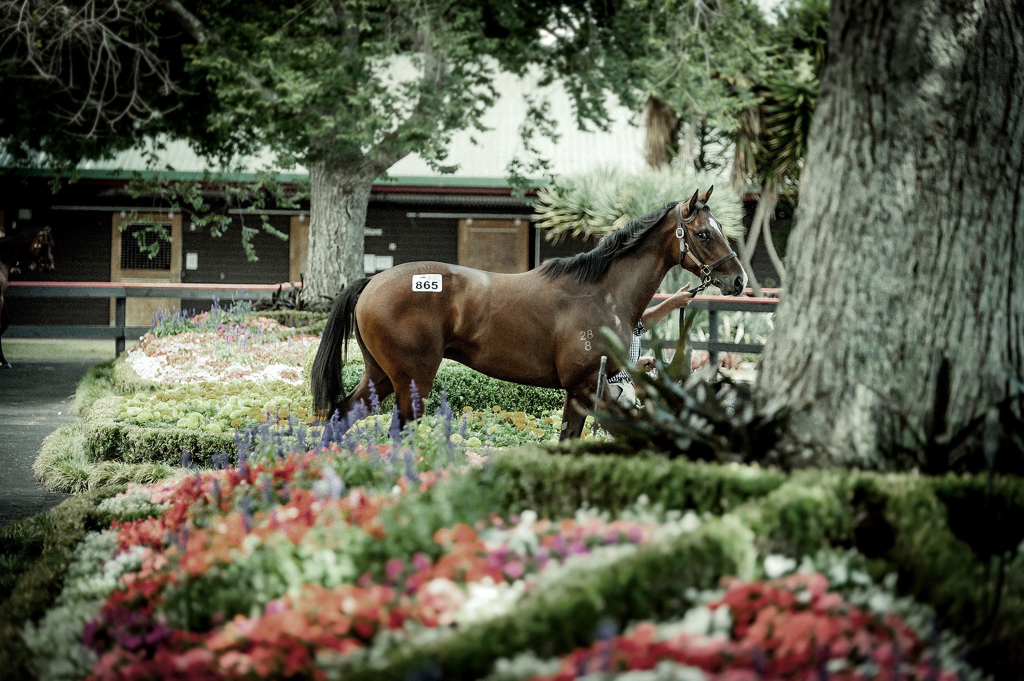 Horse Selection Kingmakers Syndication 1