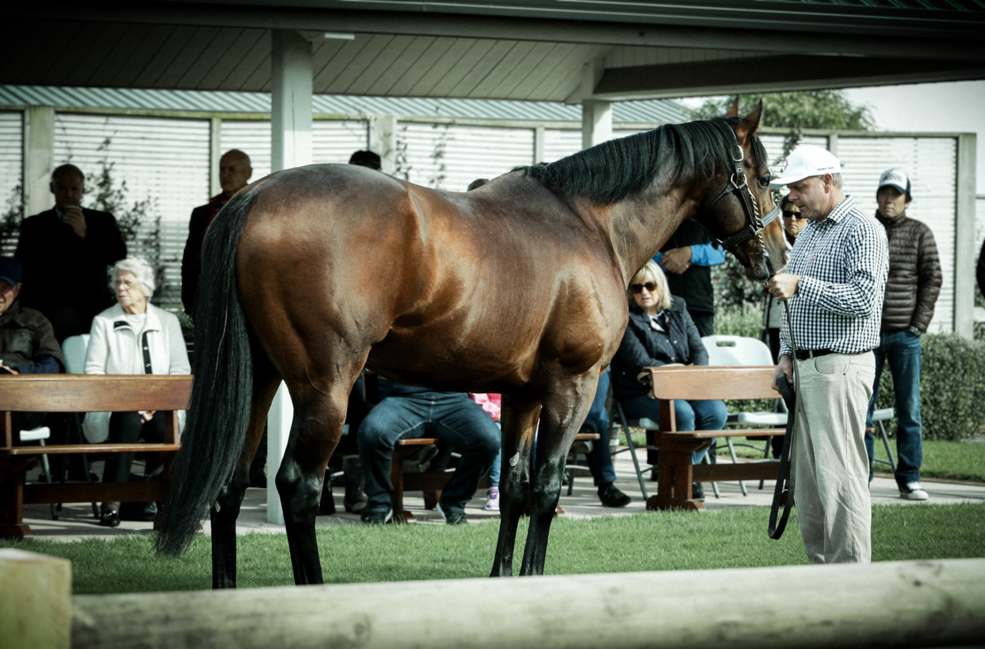 Horse Selection Kingmakers Syndication 2